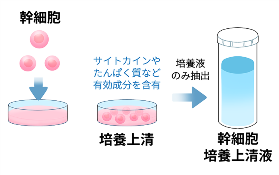 幹細胞培養上清液