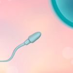 受精から着床まで。妊娠超初期の知りたい！を解説